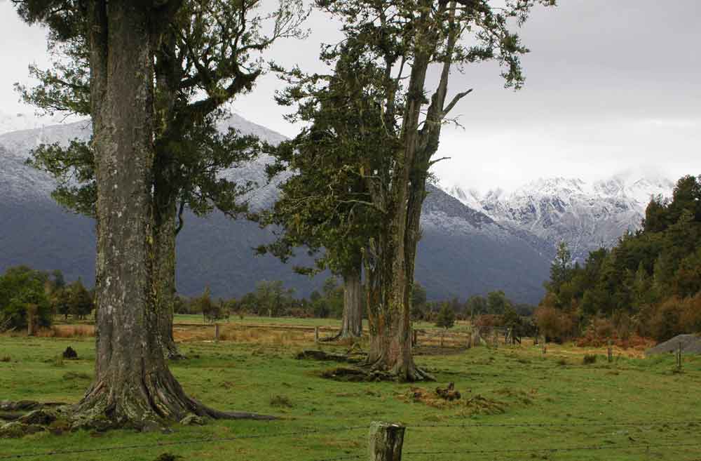 202 - Nueva Zelanda, paisaje